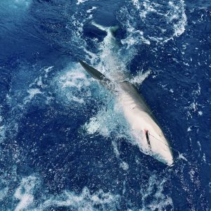 8 Hour Shark Fishing Trip